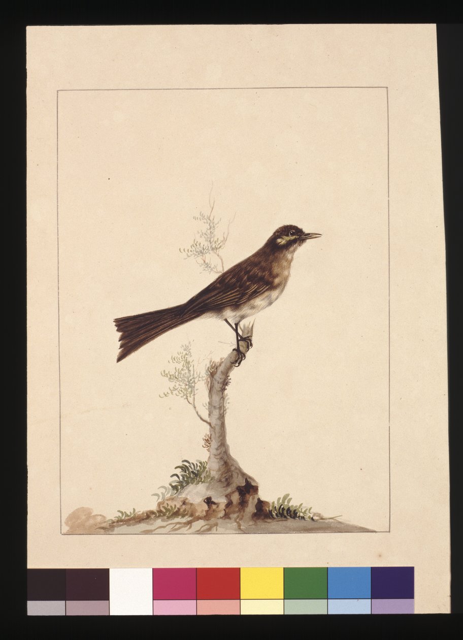 14. oldal Sárgafülű légykapó. Jelenleg Sárgaarcú Mézevőként ismert, 1789-90 körül (akvarell) alkotó: Sarah Stone