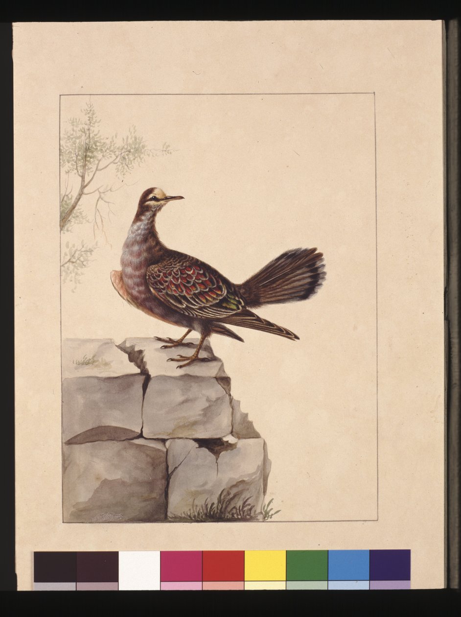 15. oldal Aranyszárnyú galamb. Jelenleg erdei bronzgalambként ismert, 1789-90 körül (akvarell) alkotó: Sarah Stone