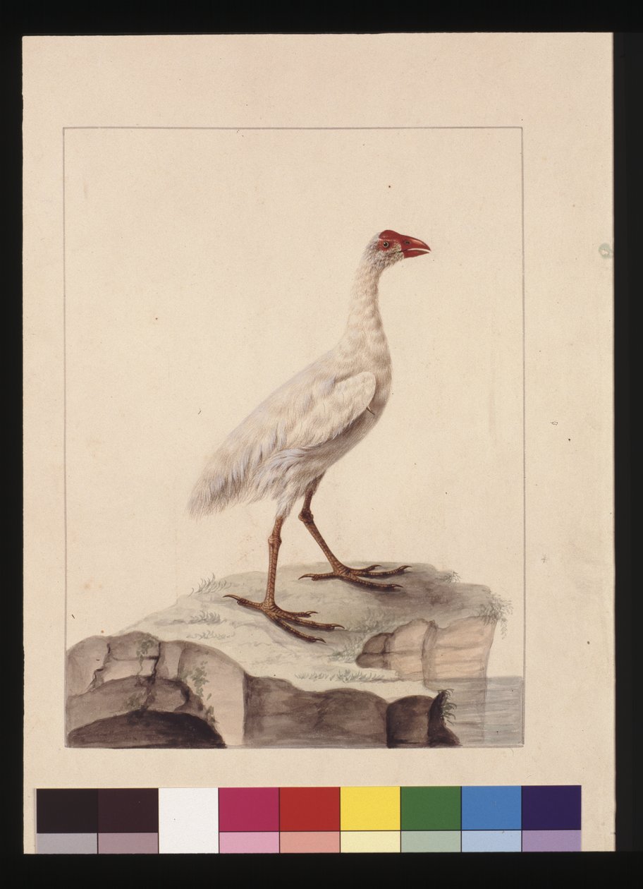 16. oldal Fehér Fulica. Jelenleg fehér gallinulként ismert (kihalt), 1789-90 körül (akvarell) alkotó: Sarah Stone