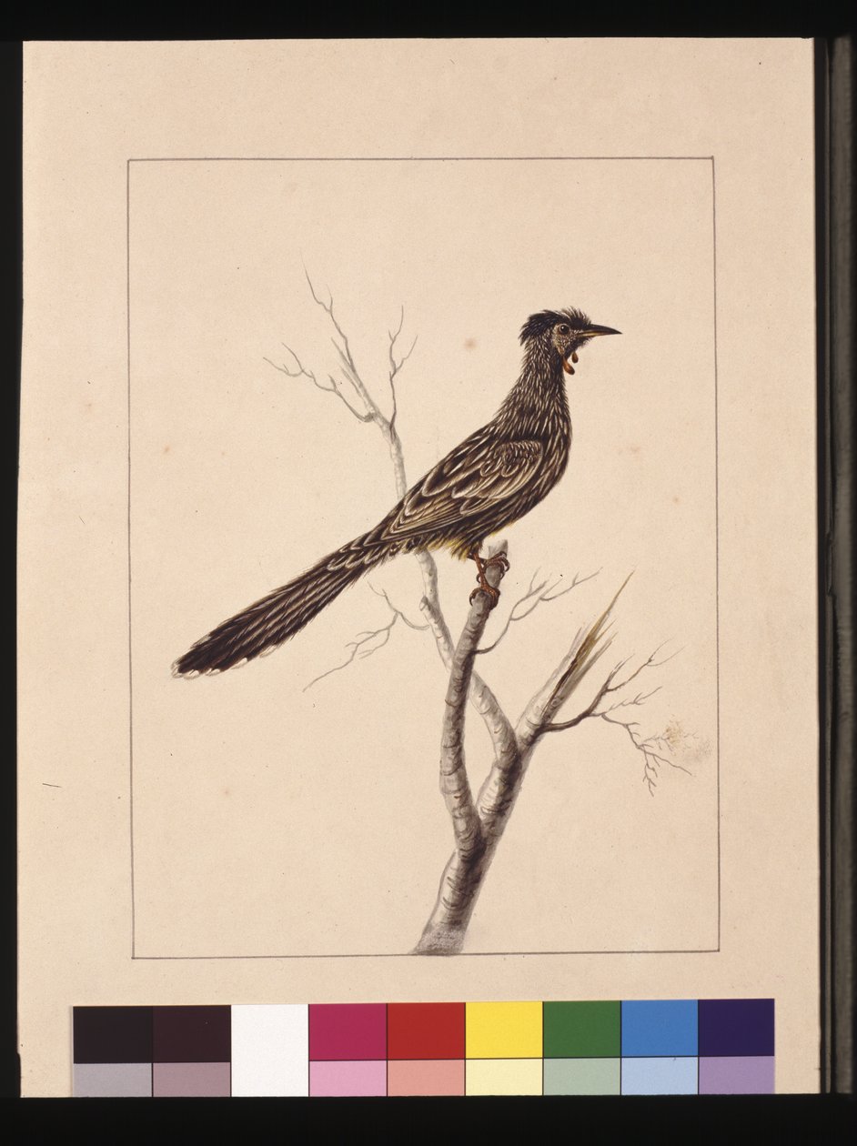 17. oldal. Csípős gyurgyalag. Jelenleg Red Wattle néven ismert madár, 1789-90 körül (akvarell) alkotó: Sarah Stone