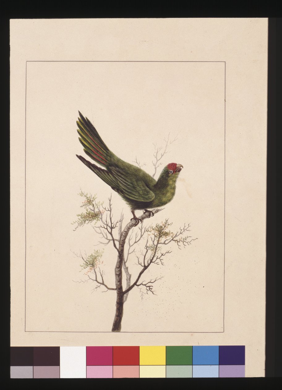 18. oldal Kis parketta. Jelenleg Kis Lorikeet néven ismert, 1789-90 körül (akvarell) alkotó: Sarah Stone