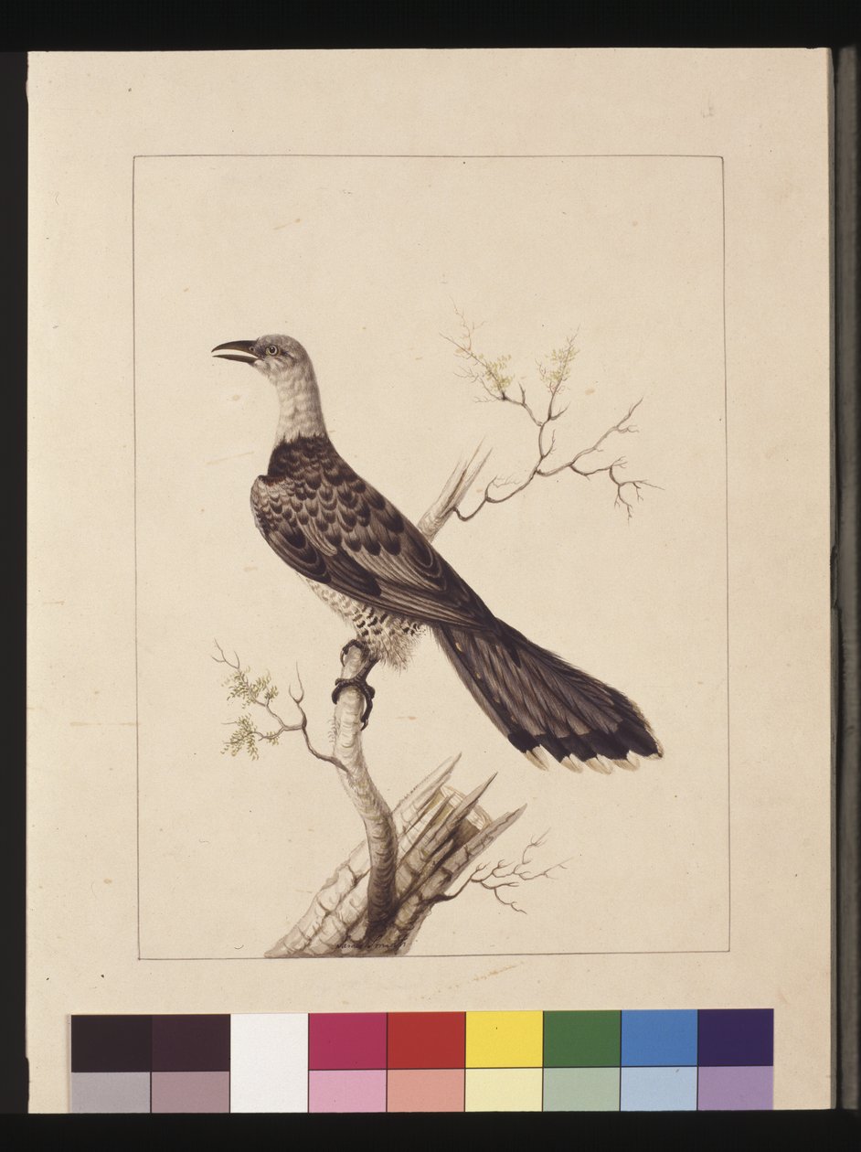 1. oldal Rendellenes szarvascsőrű: Jelzett l.c. Sarah Smith. Jelenleg csatornacsőrű kakukk néven ismert, 1789-90 körül (akvarell) alkotó: Sarah Stone
