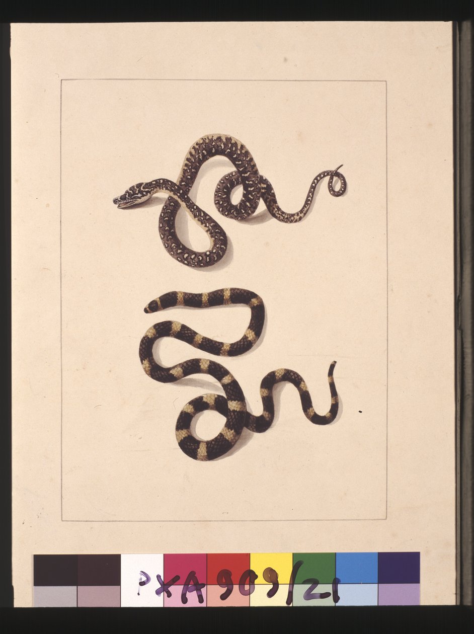 21. oldal Kígyók No. 1 & No. 2. Jelenleg fiatal gyémántkígyóként és Bandy bandyként ismert, 1789-90 körül (akvarell) alkotó: Sarah Stone
