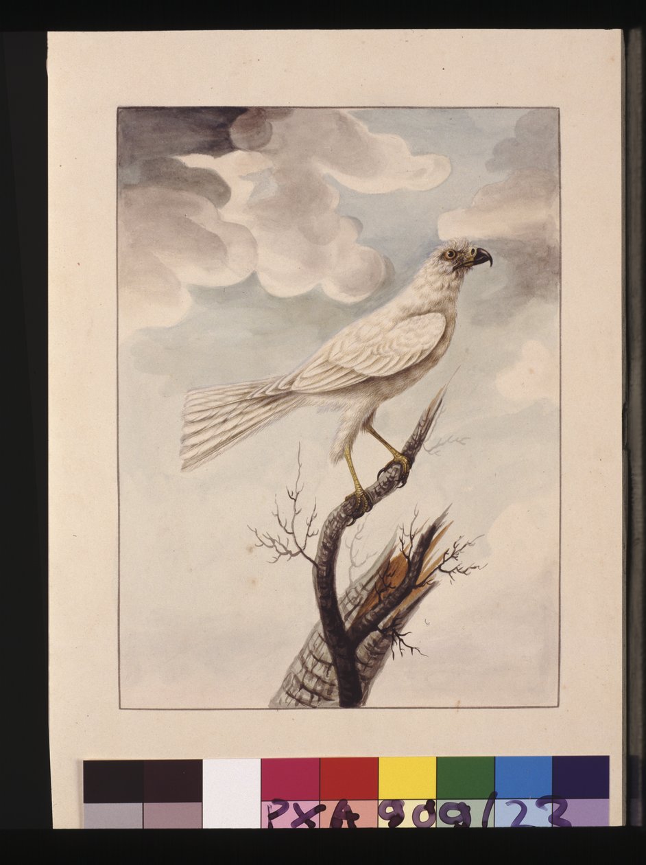 23. oldal White Hawke. Jelenleg szürke goshawk néven ismert, 1789-90 körül (akvarell) alkotó: Sarah Stone
