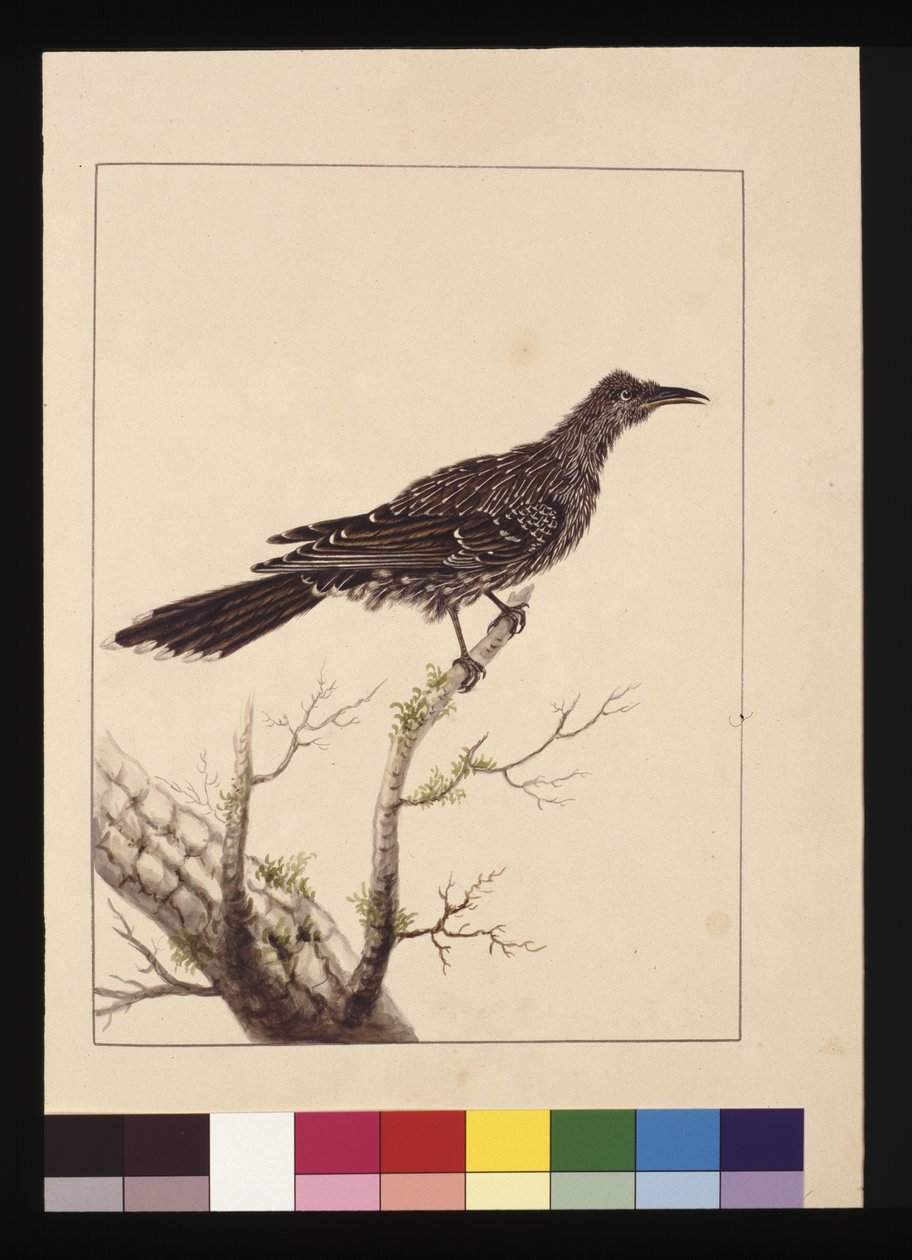 26. oldal. Csípős gyurgyalag nőstény. Ma Little Wattle madárként ismert, 1789-90 körül (akvarell) alkotó: Sarah Stone