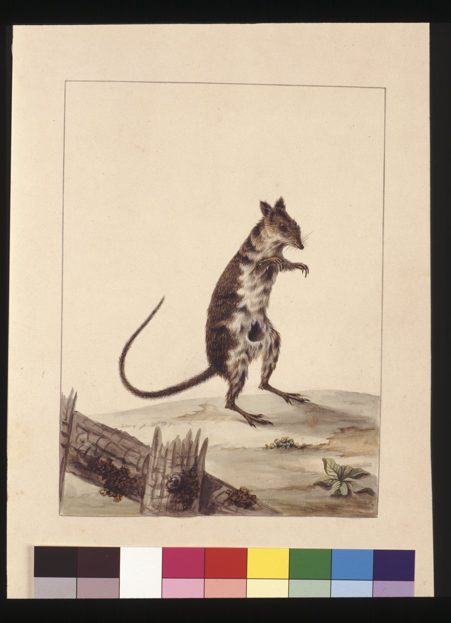 27. oldal Poto Roo vagy Kenguru Patkány. Jelenleg bolyhos patkányként ismert, kenguru, 1789-90 körül (akvarell) alkotó: Sarah Stone