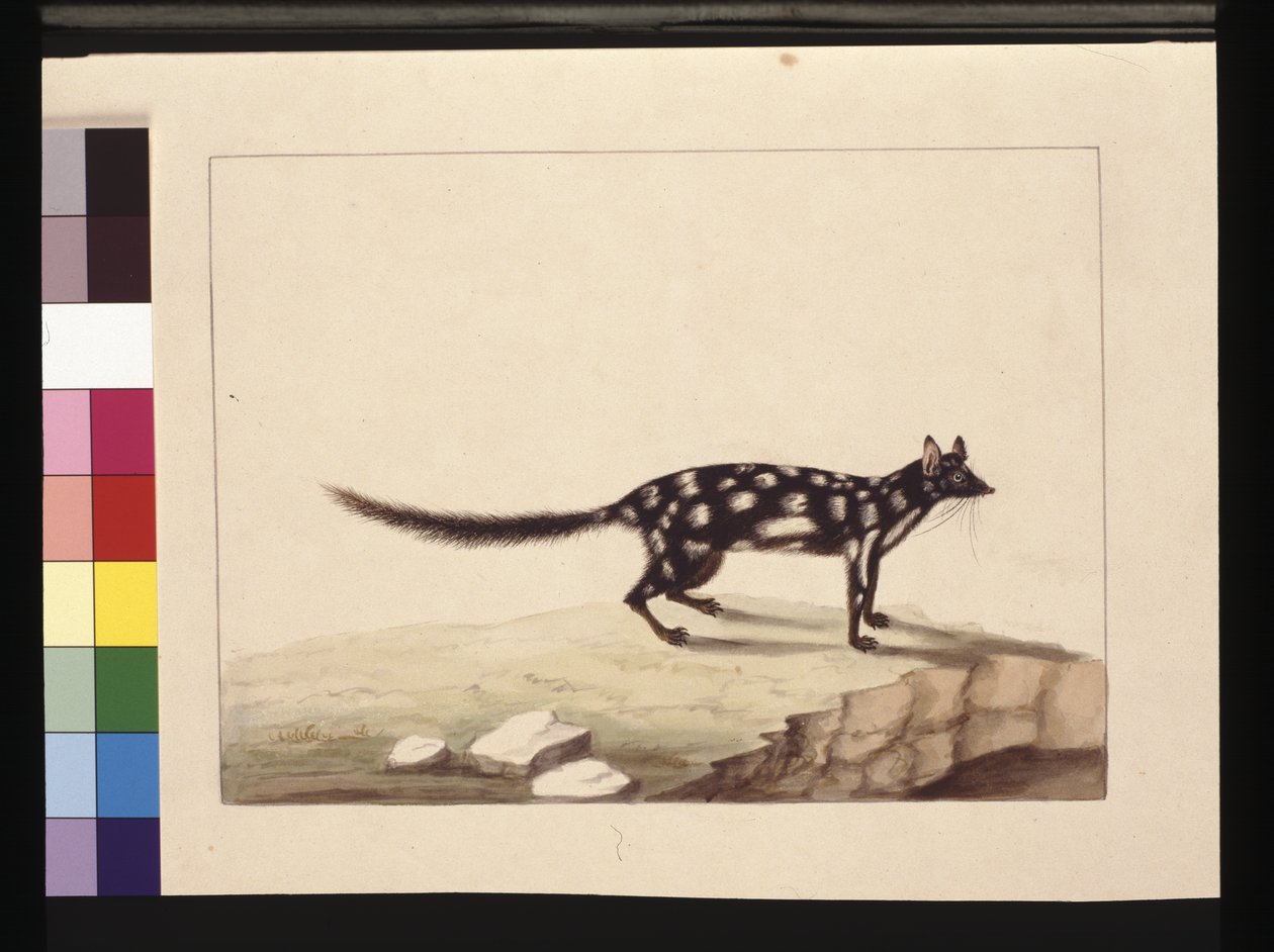 28. oldal Táblázat táblázat. Jelenleg Dasyurus quoll néven ismert. Úgy tűnik, hogy egy Charles Catton Junr Sarah Stone másolata. lemez, 1789-90 körül (akvarell) alkotó: Sarah Stone