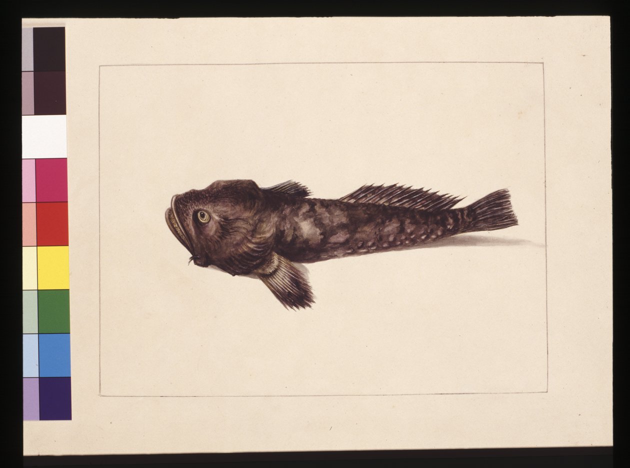 8. oldal Kétes Lophius. Jelenleg békahalként ismert, 1789-90 körül (akvarell) alkotó: Sarah Stone