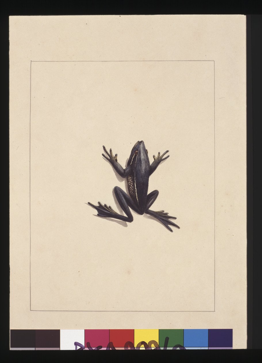 9. oldal Kék Béka. Jelenleg zöldfa békaként ismert, 1789-90 körül (akvarell) alkotó: Sarah Stone