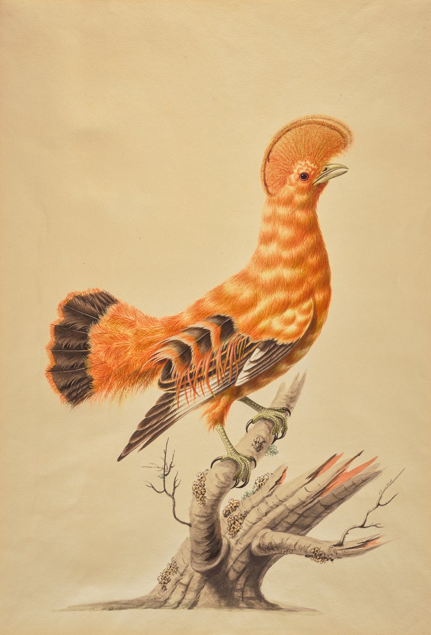 Rupicola Rupicola alkotó: Sarah Stone