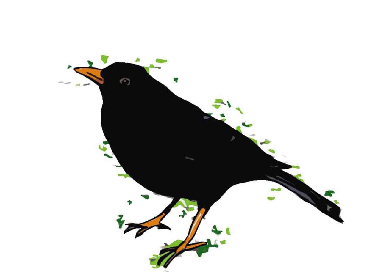 Blackbird, 2018,(digitális rajz) alkotó: Sarah Thompson Engels