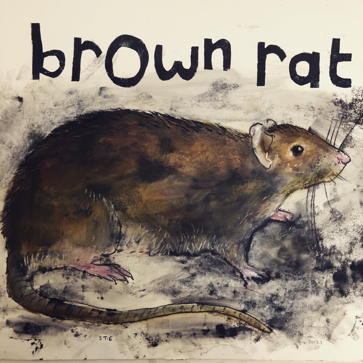 Barna patkány, 2021, (tinta papíron) alkotó: Sarah Thompson Engels