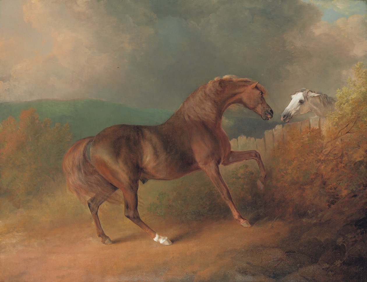 Thornton ezredes Jupitere, a tatár napfogyatkozása a kancából, a kerítés mellett, szürke kancával, Thornville Royalban, 1792 alkotó: Sawrey Gilpin