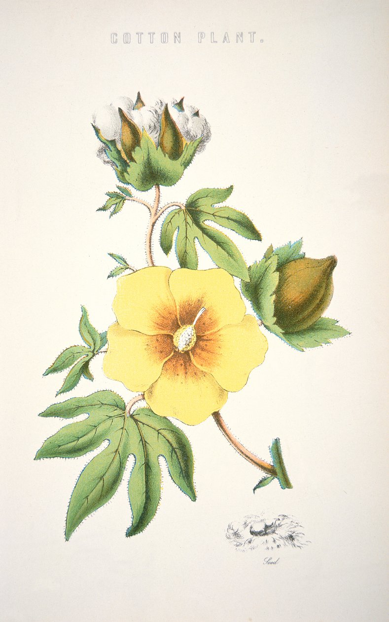 Gyapot növény (színes litho) alkotó: School American