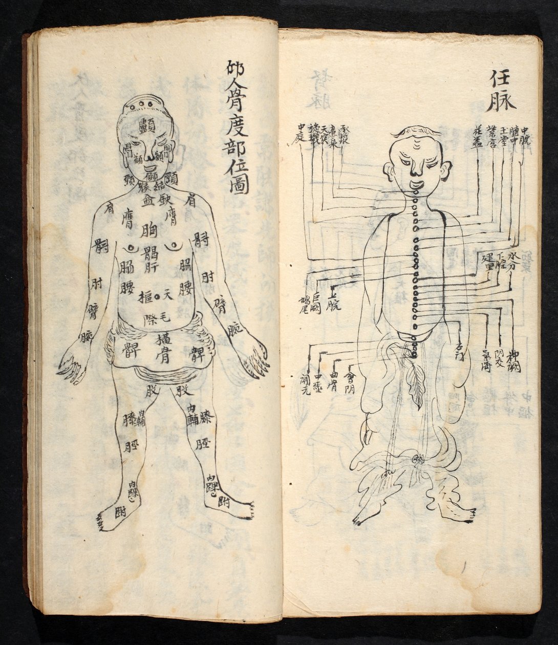 Akupunktúrás pontok a test központi vonala mentén, Jing Guan Qi Zhi, „Az akupunktúrás pontok és csatornák kezdetei és végei”, pub. Dél-Kína, 18. század eleje (tinta papíron) alkotó: School Chinese