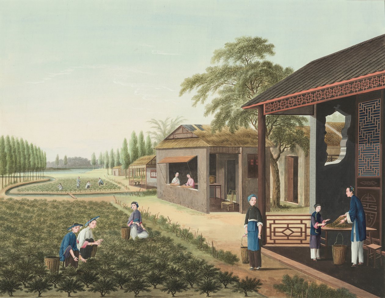 Teakészítés, 1820 körül (testfesték és aranyfesték selyemre, papírra fektetve) alkotó: School Chinese