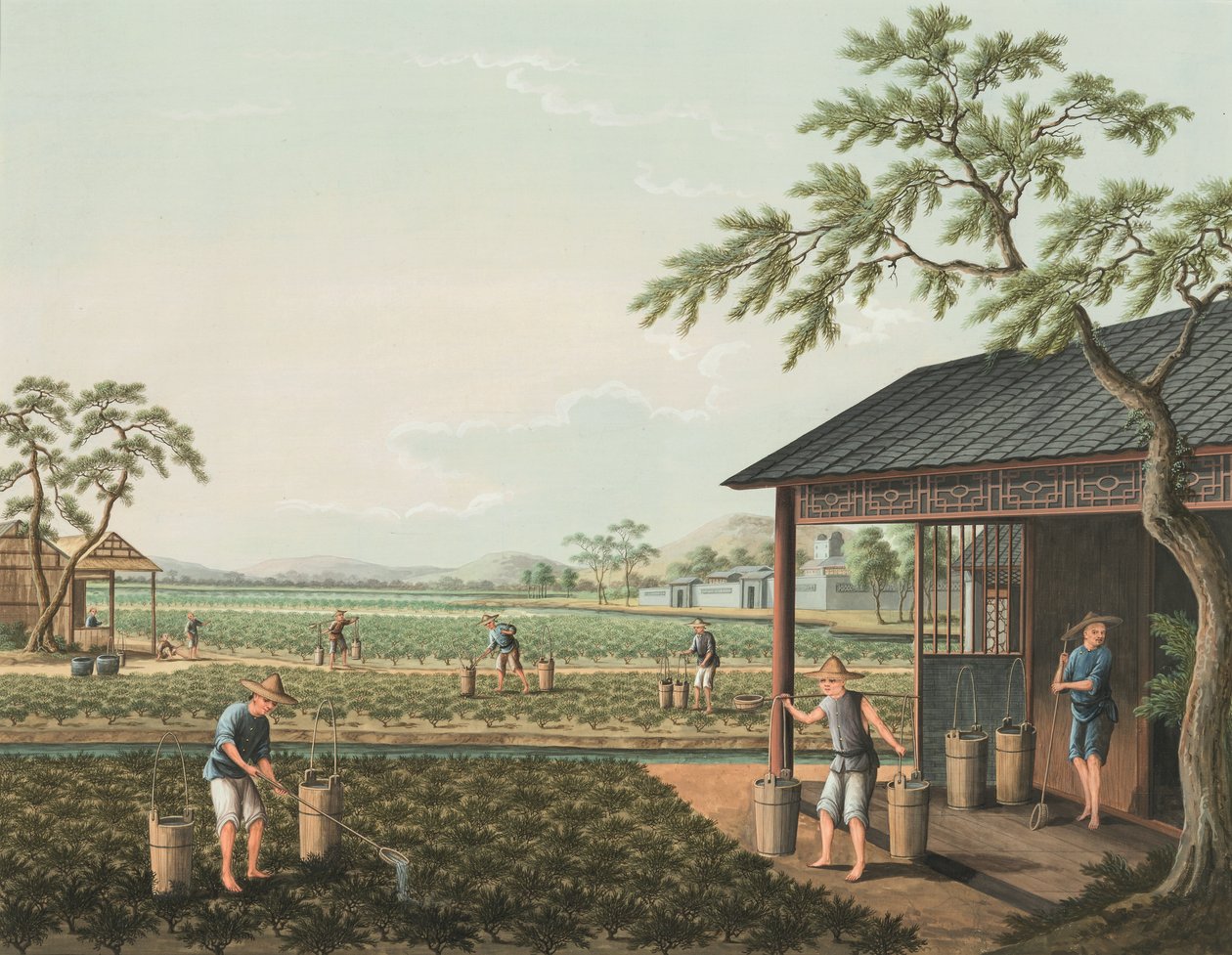 Teakészítés, 1820 körül (testfesték és aranyfesték selyemre, papírra fektetve) alkotó: School Chinese