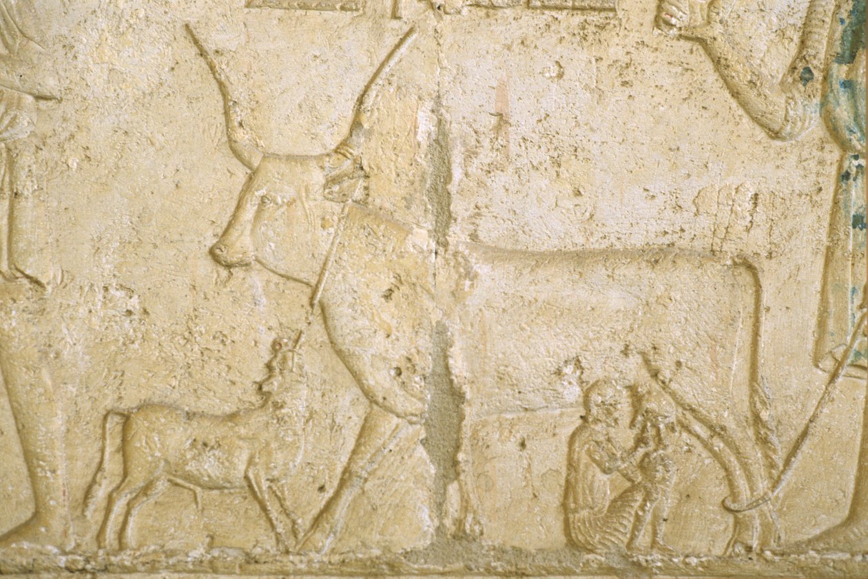 Ókori Egyiptom, falfestmény, Petosiris sírja, Tuna el Gebel, 300 BC, fejő tehén (fotó) alkotó: School Egyptian