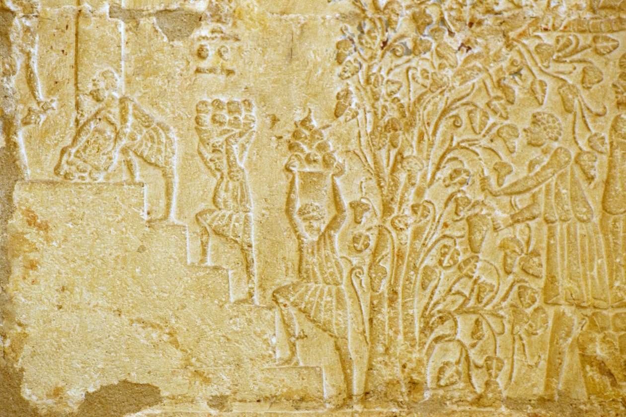 Ókori Egyiptom, falfestmény, Petosiris sírja, Tuna el Gebel, Kr. e. 300, Szőlőszedés a borsajtóhoz (fotó) alkotó: School Egyptian