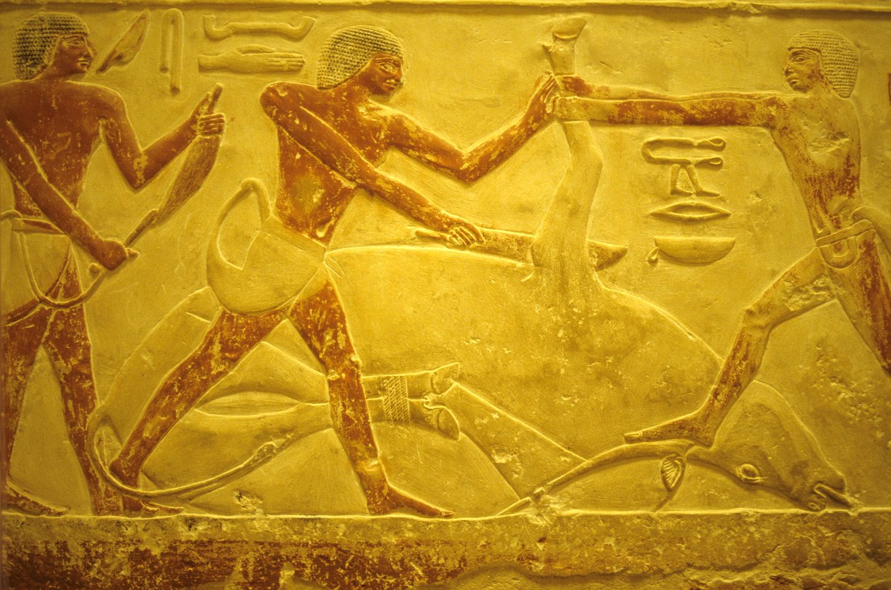 Ókori Egyiptom, Falfaragás/festés, Mastaba/Idout sírja, Saqqara, i.e. 2323-2150, Feláldozásra lemészárolt bika (fotó) alkotó: School Egyptian