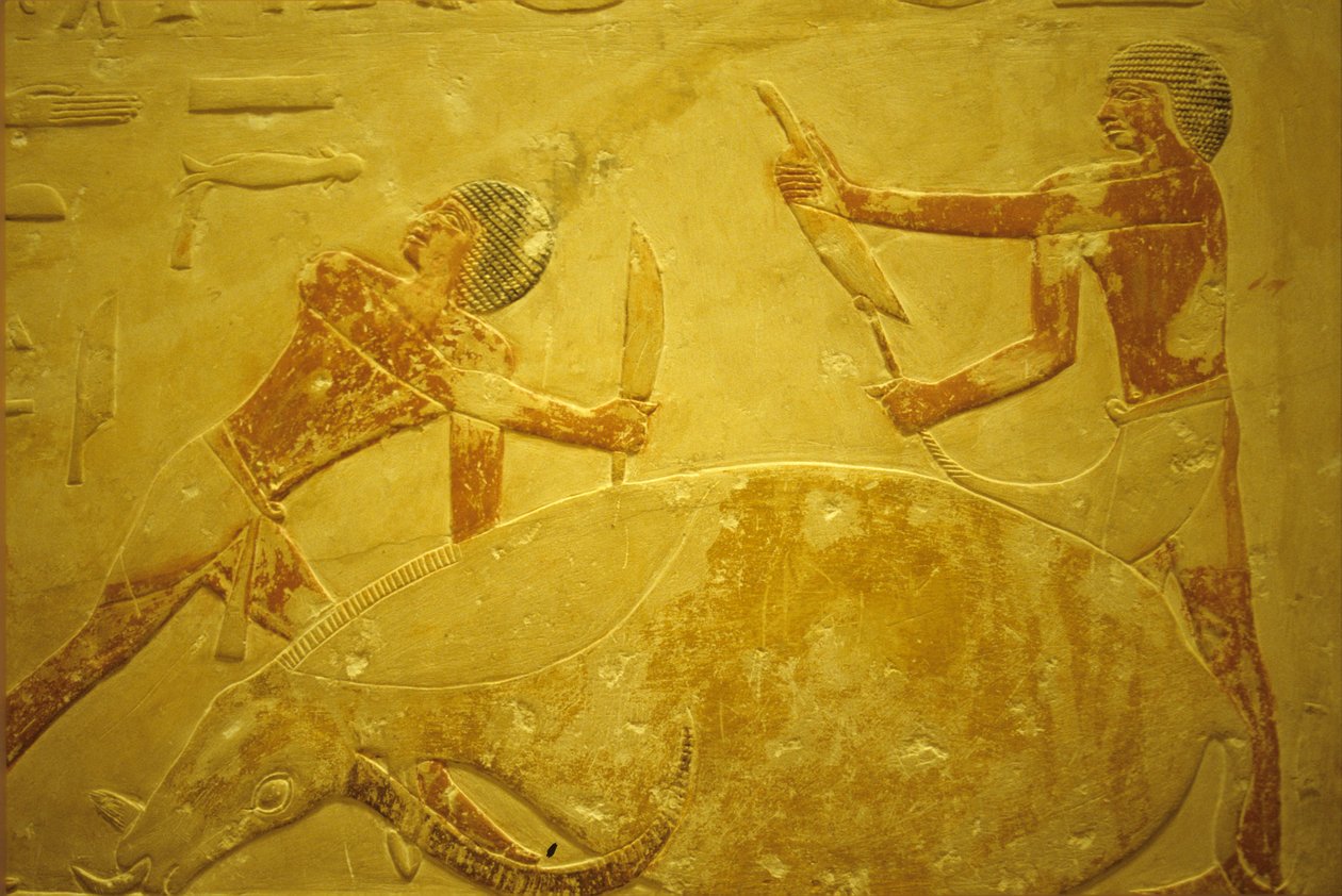 Ókori Egyiptom, Falfaragás/festés, Mastaba/Idout sírja, Saqqara, i.e. 2323-2150, Feláldozásra lemészárolt bika (fotó) alkotó: School Egyptian