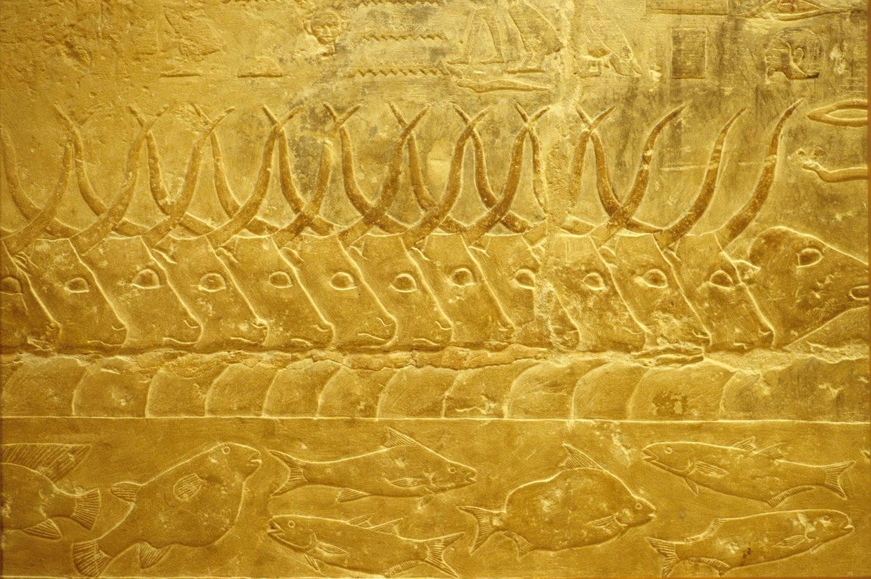 Ókori Egyiptom, falfestmény, Mastaba/Tomb of Idout, Szakkara, 2323-2150 BC, marhák egy folyó mellett (fotó) alkotó: School Egyptian