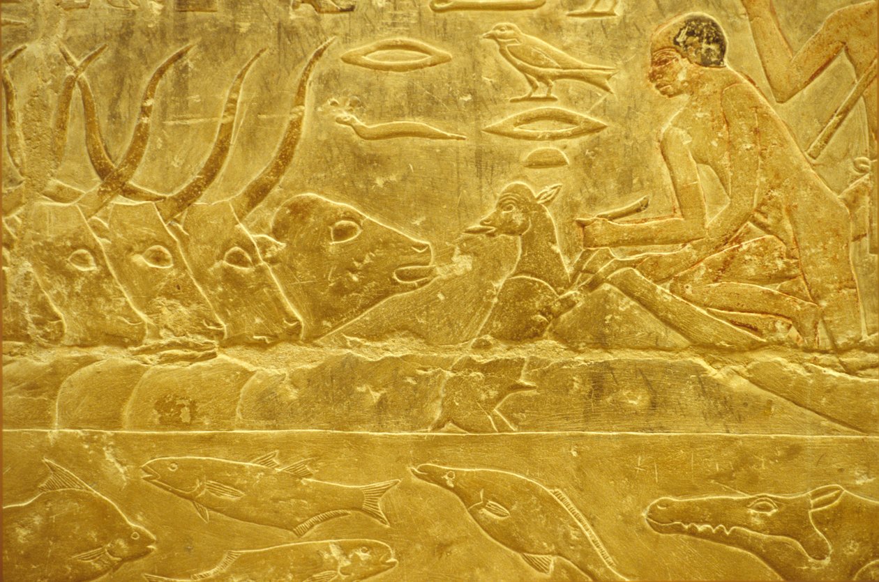 Ókori Egyiptom, Falfestmény, Mastaba/Tomb of Idout, Szakkara, 6. dinasztia, Szarvasmarha átkelés egy folyón, Férfi segít át egy borjút a folyón, Anya nézi (fotó). alkotó: School Egyptian