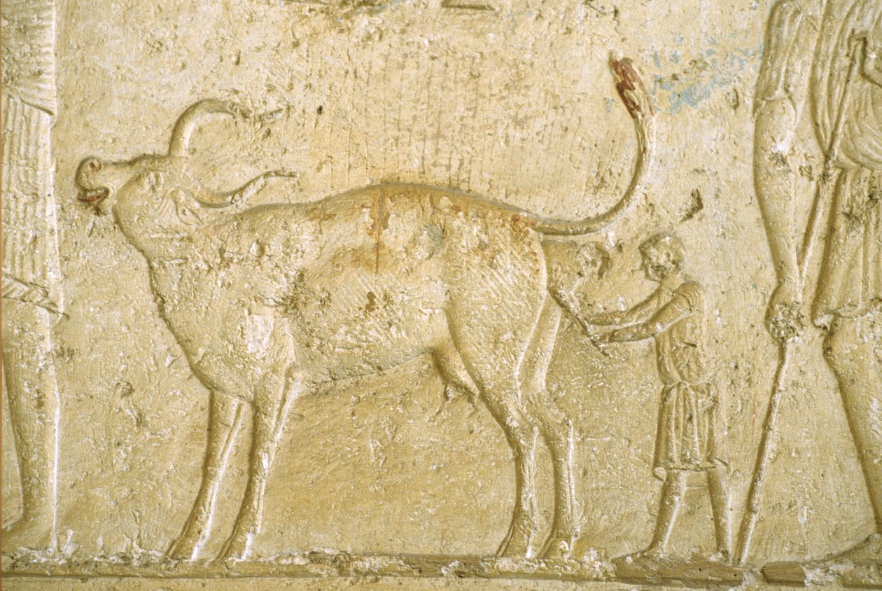 Ókori Egyiptom, Falfaragás/festés, Petosiris sírja, Tuna Gabel, Tuna el Gebel, Kr.e. 300, Segítség a tehén ellésben (fotó) alkotó: School Egyptian