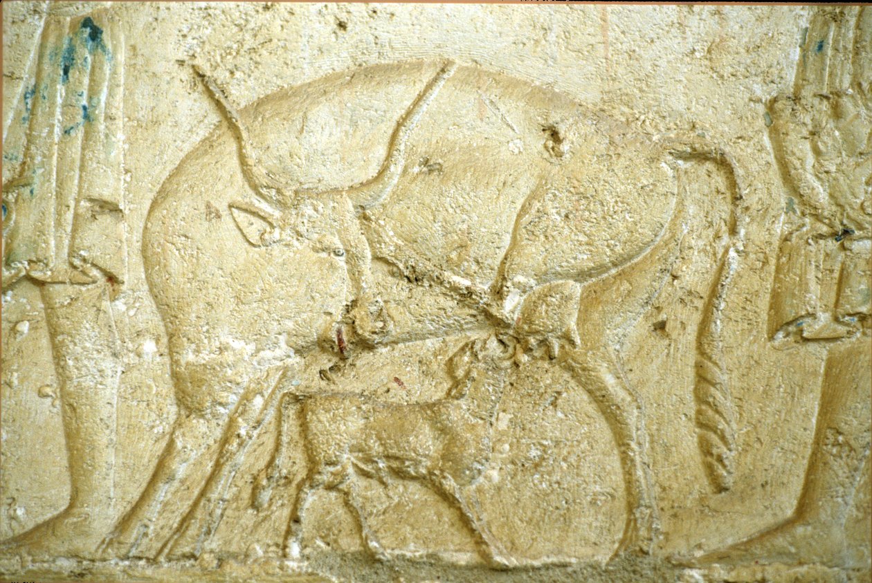 Ókori Egyiptom, Falfestmény, Petosiris sírja, Tuna Gabel, Tuna el Gebel, Kr. e. 300, Szoptatni próbáló borjú (fotó) alkotó: School Egyptian