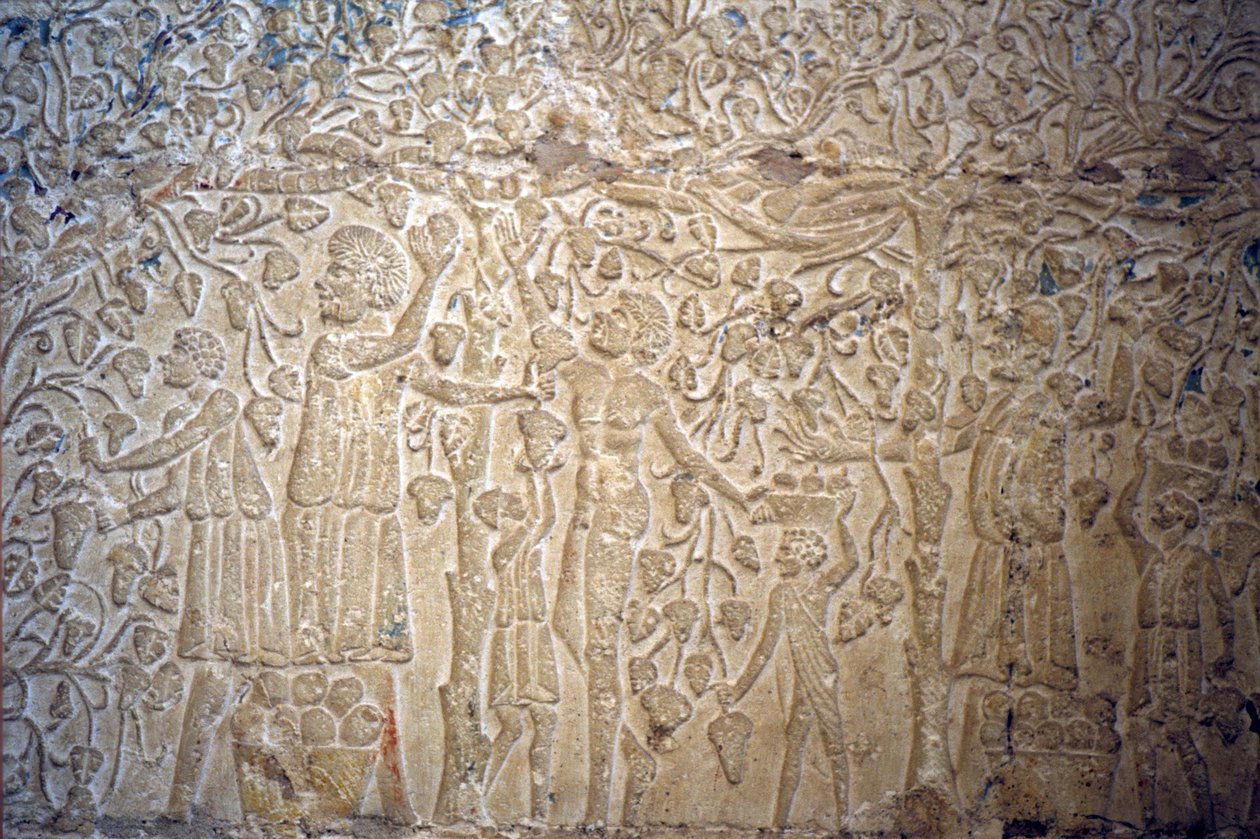 Ókori Egyiptom, falfestés, , Petosiris sírja, Tuna el Gebel, Kr. e. 300, Szőlőszedés a borkészítéshez (fotó) alkotó: School Egyptian