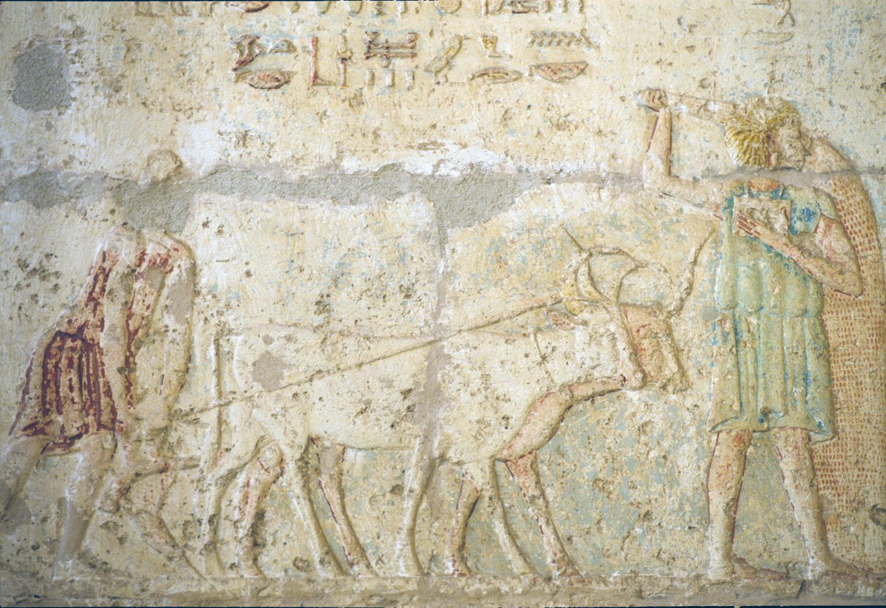 Ókori Egyiptom, falfestmény, Petosiris sírja, Tuna el Gebel, Kr. e. 300, szántás és vetés (fotó) alkotó: School Egyptian