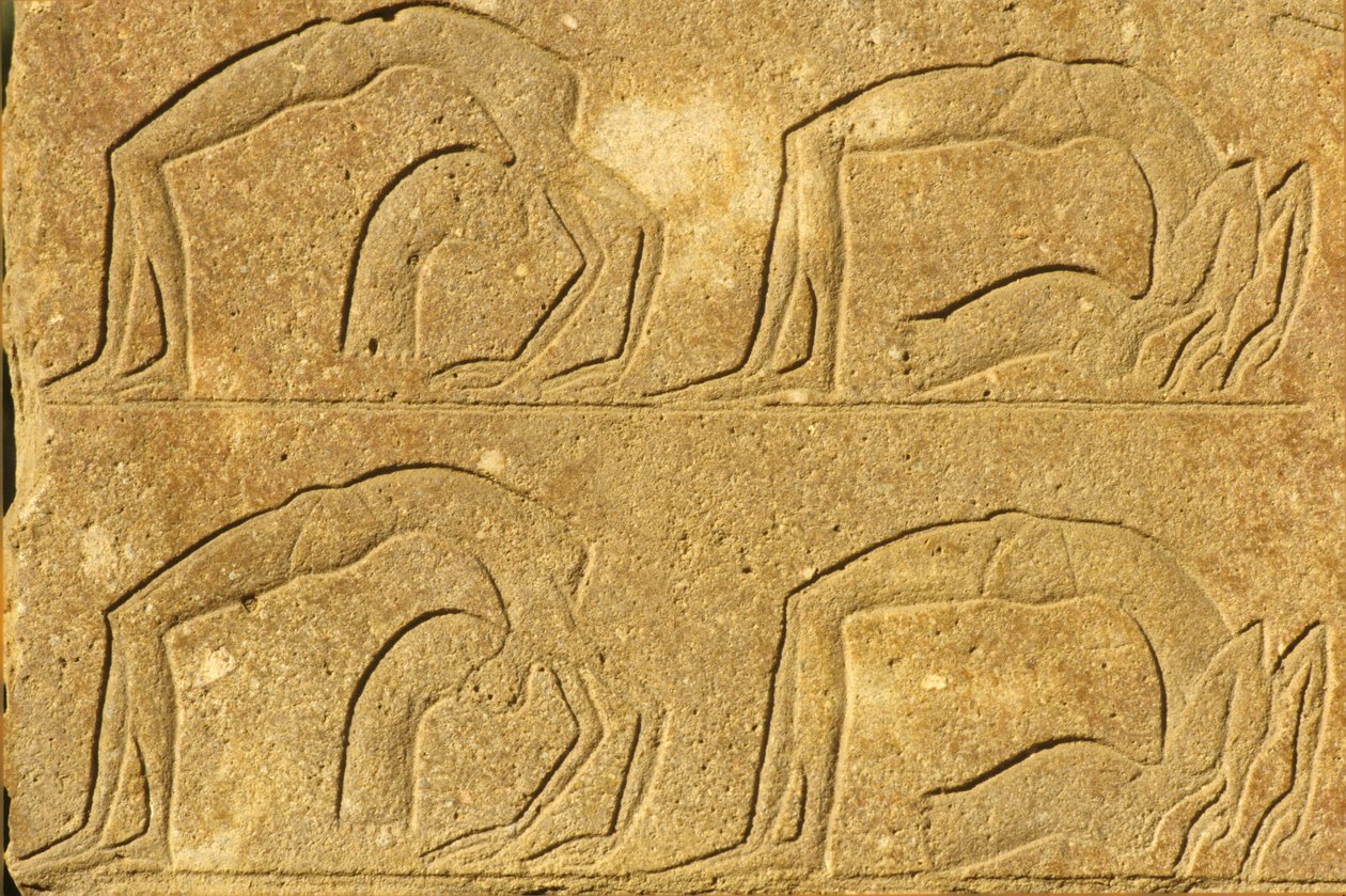 Ókori Egyiptom, falfestmény/faragás, Női akrobaták előadása, Karnaki templom, Luxor (fotó) alkotó: School Egyptian
