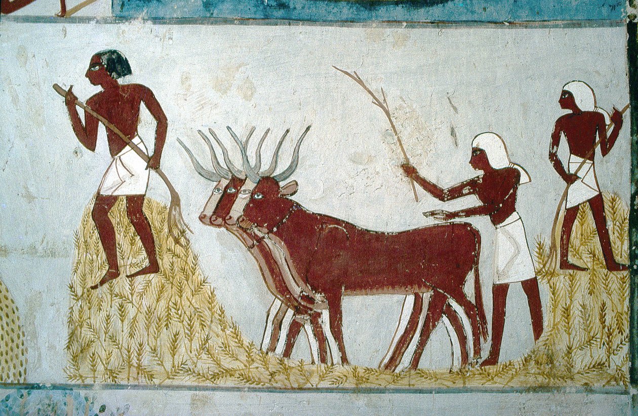 Luxor, Théba: Nakht sírja. Mezőgazdasági jelenet. A nemesek völgye. alkotó: School Egyptian