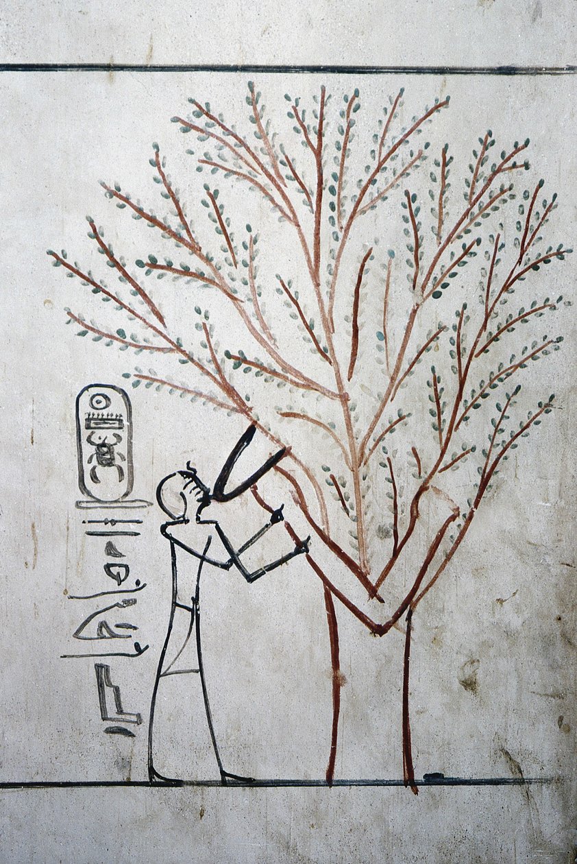 Luxor, Théba: A Királyok Völgye. Thutmosis (Tuthmosis vagy Thutmes) III (-1504 - -1450), egyiptomi fáraó sírja. alkotó: School Egyptian