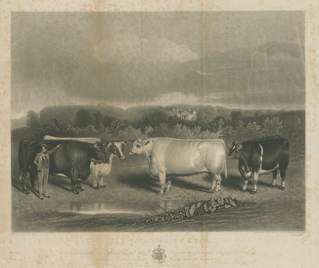 Chillington – „The Chillington Oxen”: mezzotint-metszet, nd [1838] (nyomtatás) alkotó: School English