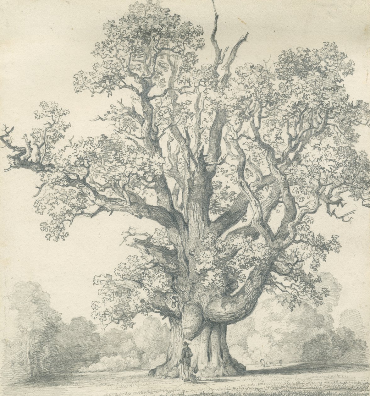 Needwood - Swipcar Oak: ceruzarajz, nd [?19. század] (rajz) alkotó: School English