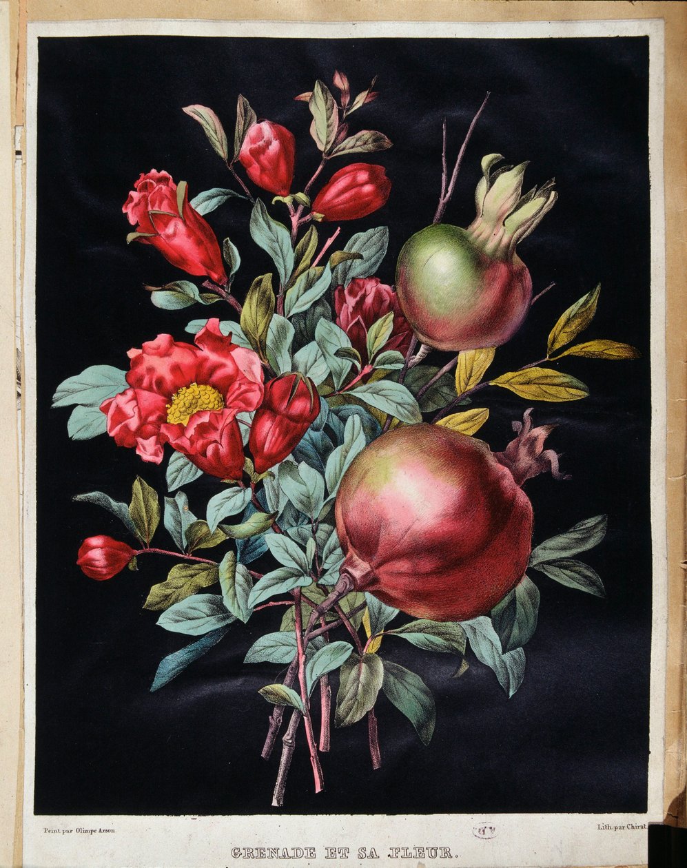 Gránátalma és virága - botanikai tábla alkotó: School French
