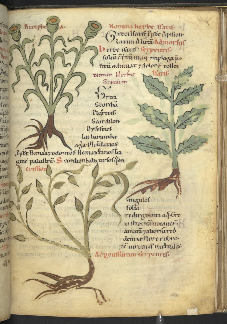 Harley 4986 f.23 Nymphia; Isatis; Crision a „De medicaminibus herbarum liber (A gyógynövény)” Pseudo-Apuleius Platonicusból, alkotó: School German