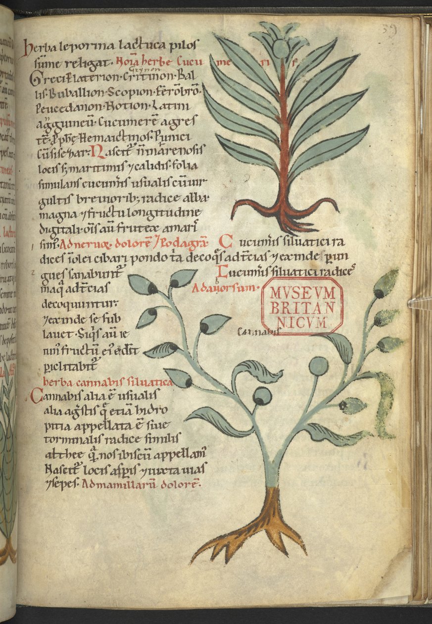 Harley 4986, f.39 Uborka; Cannabis, a Gyógynövények könyvéből (Egy gyógynövény) (tinta és szín a vásznon) alkotó: School German