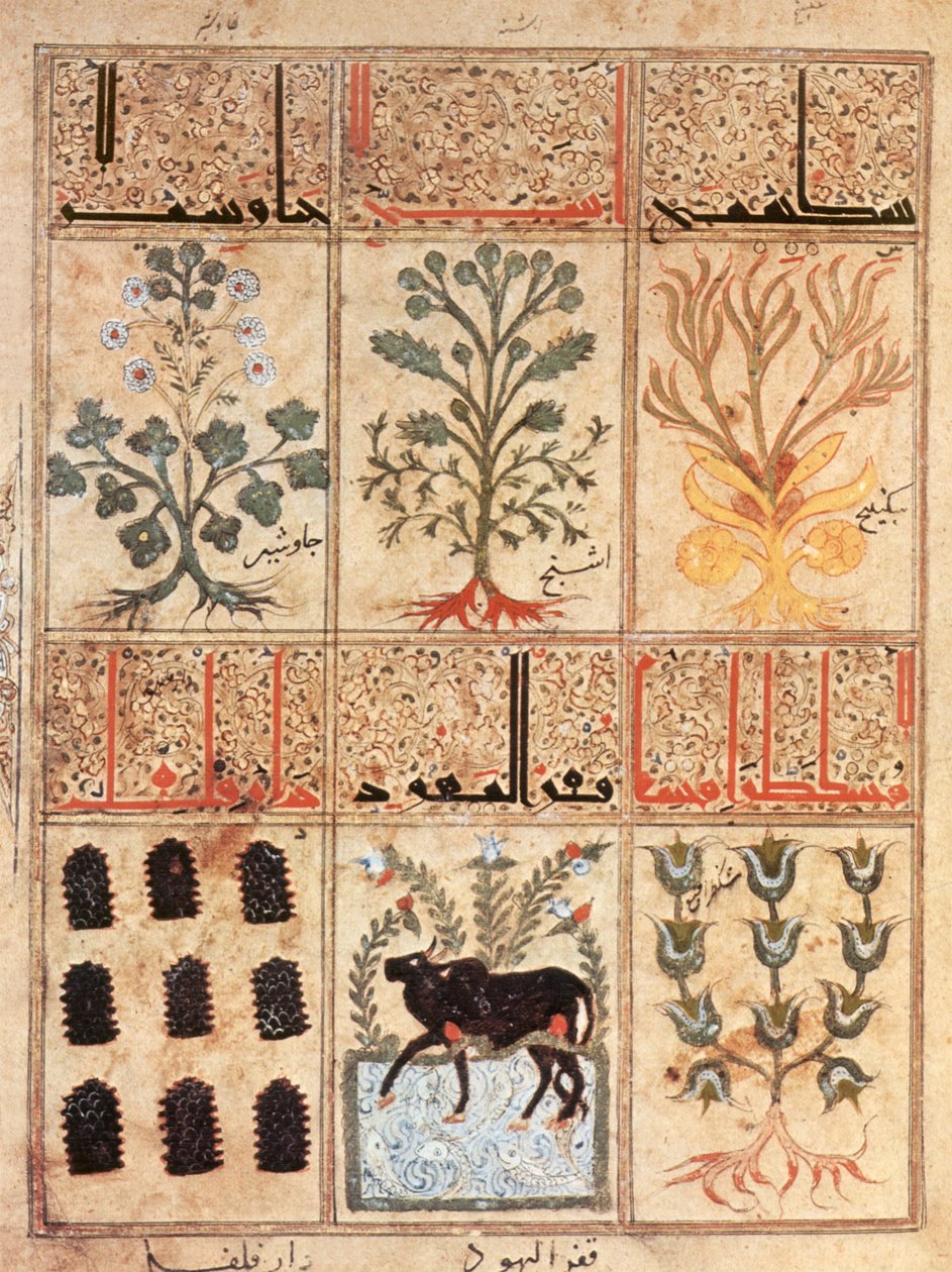 Illusztráció a „Kitab al-Diryaq” ellenszerek könyvéből, Pseudo-Gallen (vellum) alkotó: School Iraqi