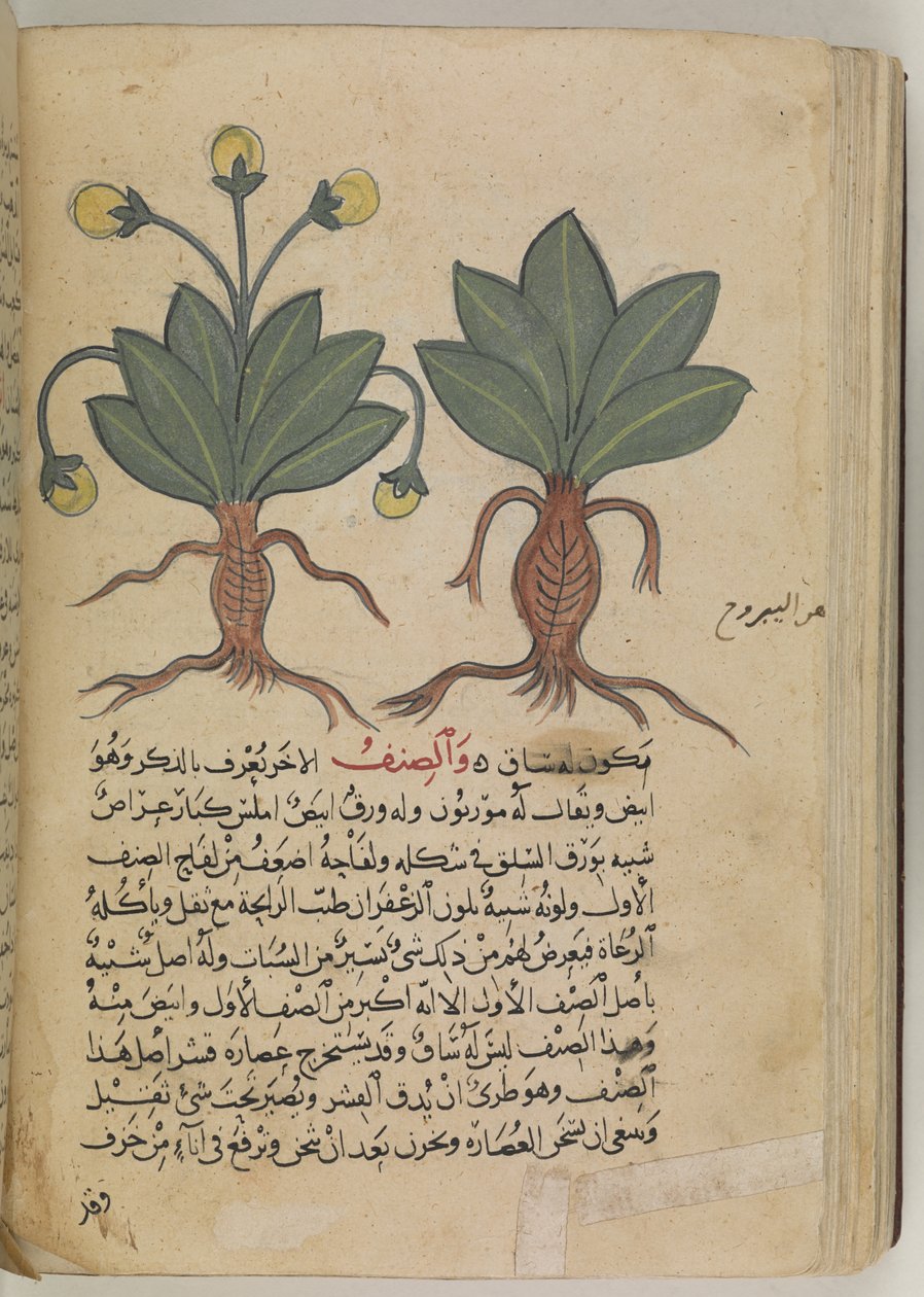 Vagy 3366 f.144v A hím és nőstény mandragórák, Pedanius Dioscorides „Kitab Disquridis” című művéből 735-ben alkotó: School Iraqi
