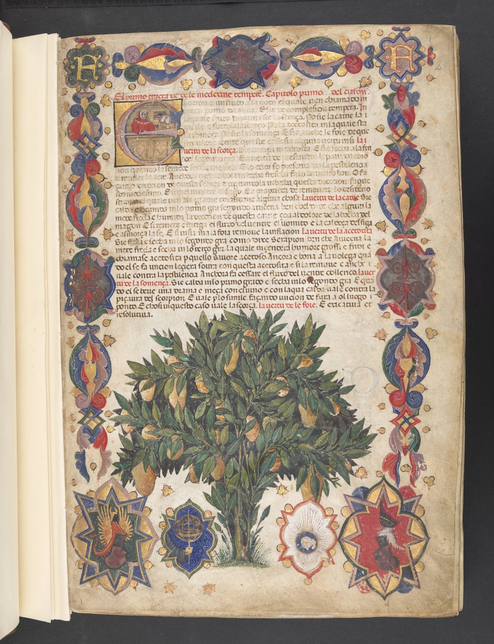 Egerton 2020 f.4r Teljes szegély heraldikai díszítéssel és történeti „E” kezdőbetűvel, miniatűr fával, „The Carrara Herbal”, 1390-1404 körül (tinta, szín és arany pergamen)    Író: Jacopo Filippo alkotó: School Italian