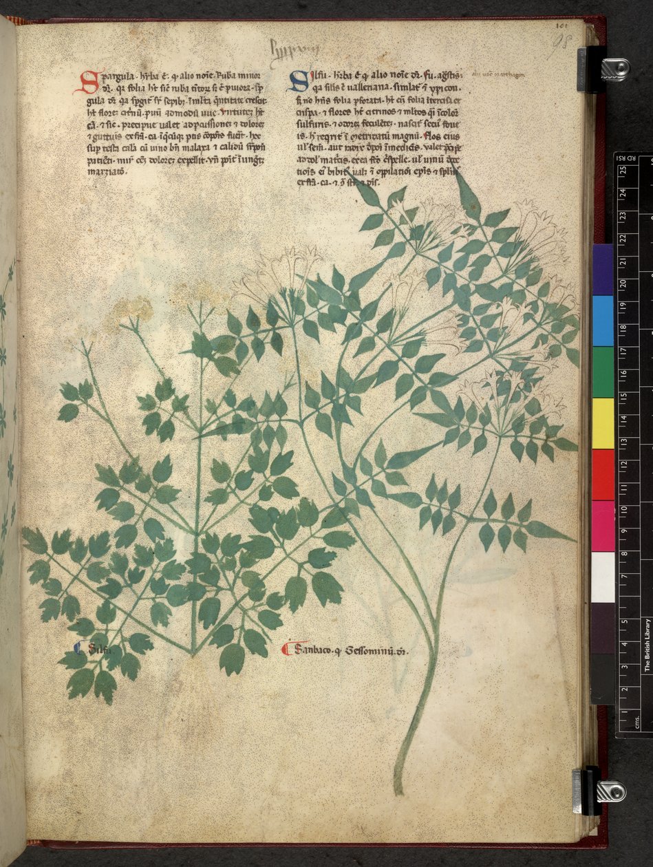 Egerton 747 Spargula and Self, Tractatus de herbis (Herbal) c.1280-1310 (tinta és színes pergamen) alkotó: School Italian