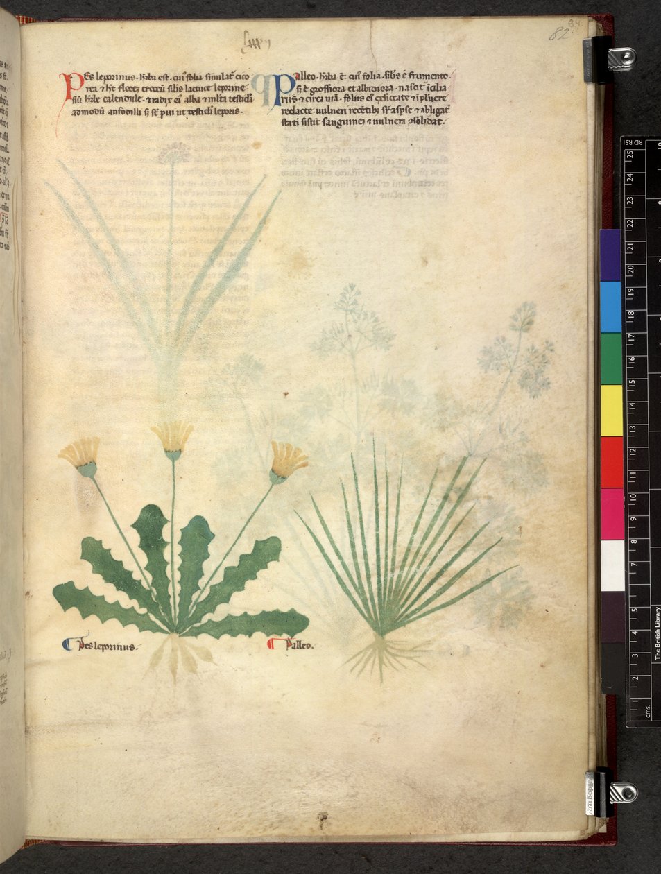 Egerton 747 Tractatus de herbis (Herbal) c.1280-1310 (tinta és színes pergamen) alkotó: School Italian
