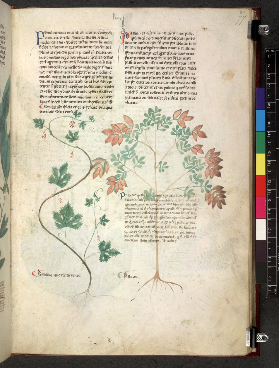 Egerton 747 Tractatus de herbis (Herbal) c.1280-1310 (tinta és színes pergamen) alkotó: School Italian