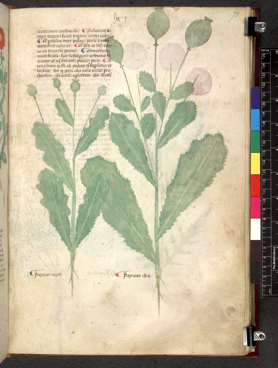 Egerton 747 Tractatus de herbis (Herbal) c.1280-1310 (tinta és szín a pergamen) alkotó: School Italian