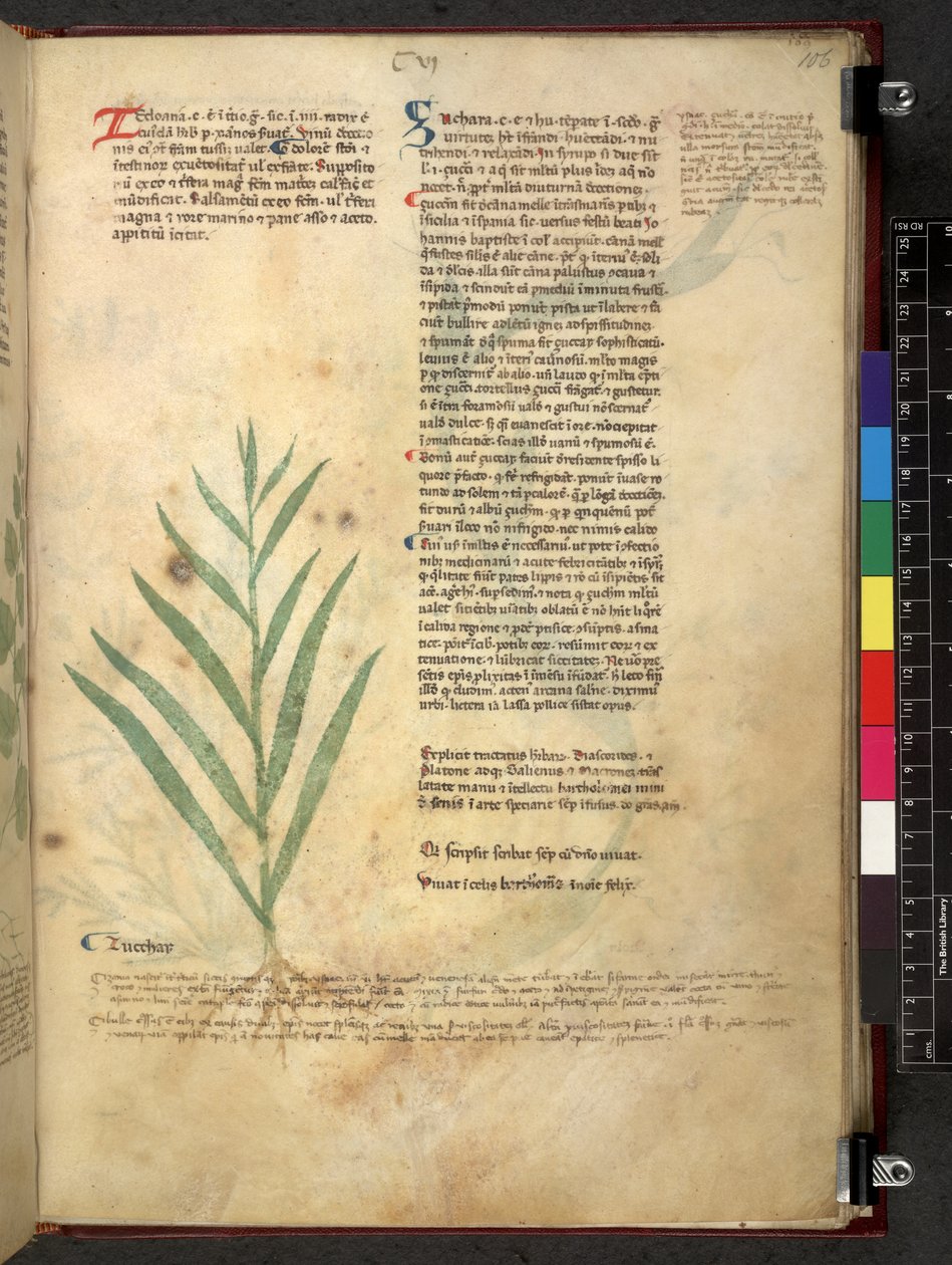Egerton 747 Tractatus de herbis (Herbal) c.1280-1310 (tinta és szín a pergamen) alkotó: School Italian