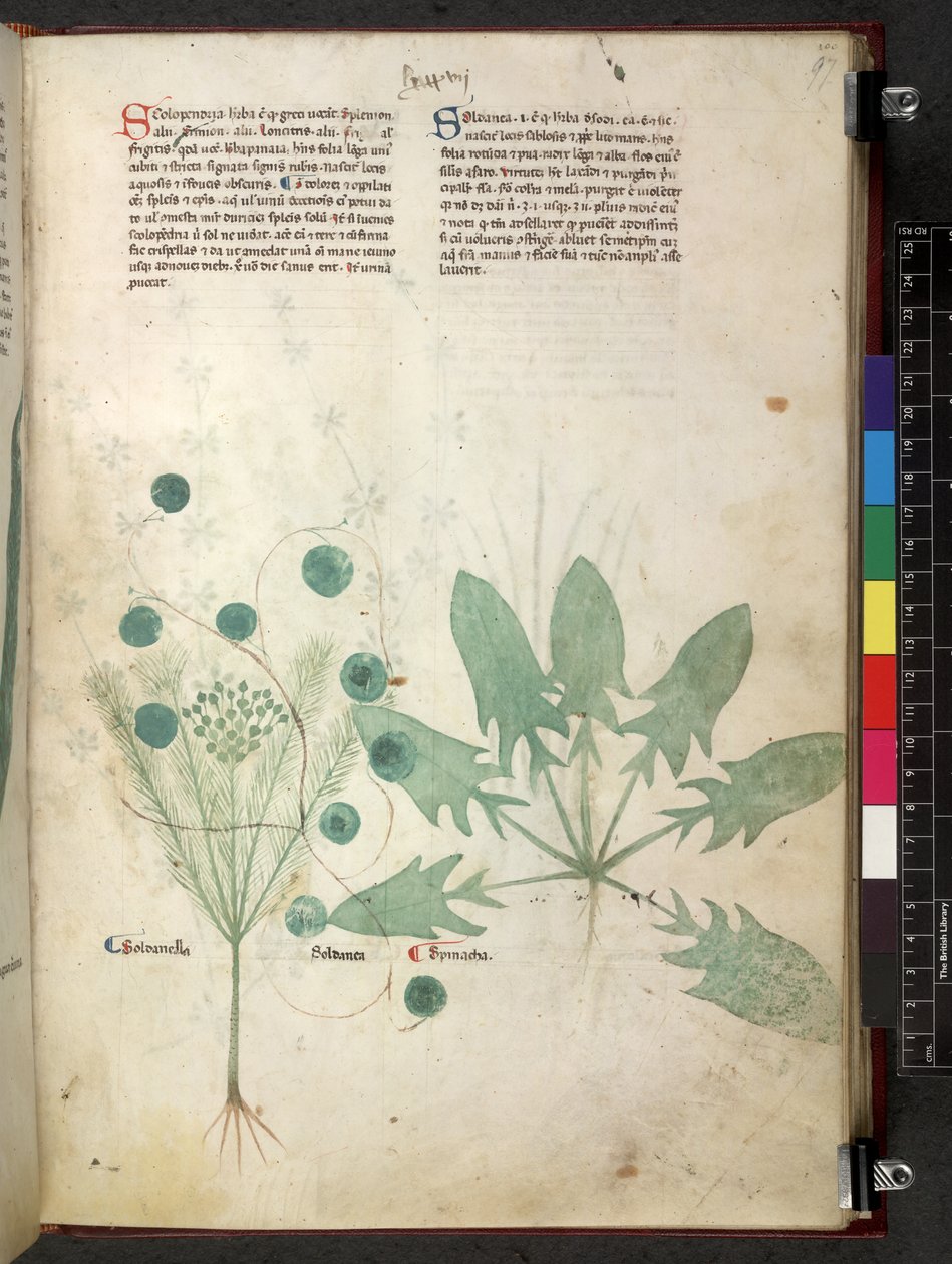 Egerton 747 Tractatus de herbis (Herbal) c.1280-1310 (tinta és színes pergamen) alkotó: School Italian