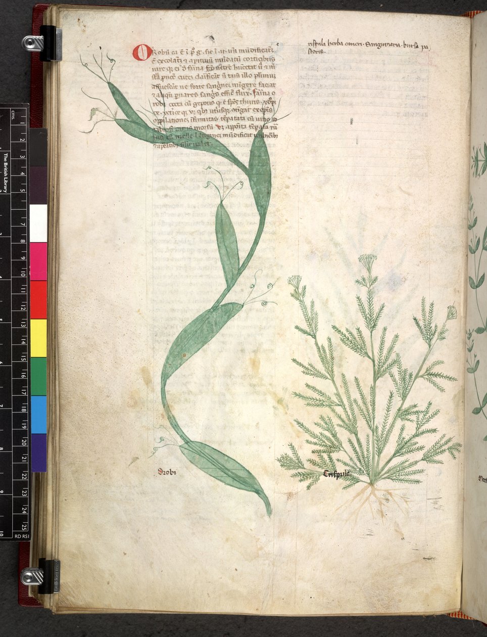 Egerton 747 Tractatus de herbis (Herbal) c.1280-1310 (tinta és szín a pergamen) alkotó: School Italian