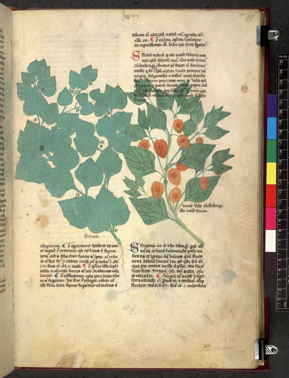 Egerton 747 Tractatus de herbis (Herbal) c.1280-1310 (tinta és szín a pergamen) alkotó: School Italian